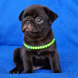 Pug Puppies