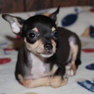 chihuahua-puppies